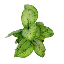 Load image into Gallery viewer, Homalomena, 6in, Selby