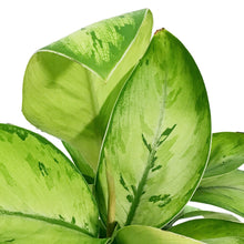 Load image into Gallery viewer, Homalomena, 6in, Selby