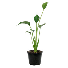 Load image into Gallery viewer, Alocasia, 6in, Tiny Dancer