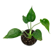 Load image into Gallery viewer, Alocasia, 6in, Tiny Dancer