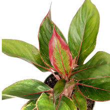 Load image into Gallery viewer, Aglaonema, 6in, Jasper Jones