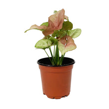 Load image into Gallery viewer, Syngonium, 4in, Neon Robusta