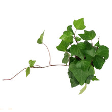 Load image into Gallery viewer, Ivy, 4in, Algerian