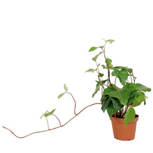 Load image into Gallery viewer, Ivy, 4in, Algerian