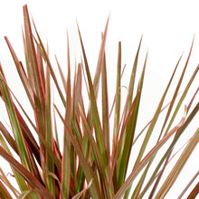 Load image into Gallery viewer, Dracaena, 4in, Colorama Tips