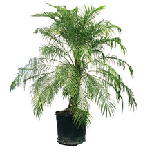 Load image into Gallery viewer, Palm, 17in, Roebelinii Multi Stem