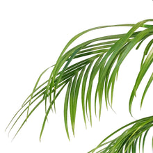 Load image into Gallery viewer, Palm, 17in, Roebelinii Multi Stem