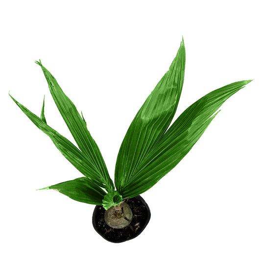 Palm, 10in, Coconut