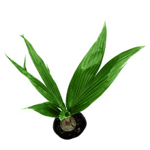 Load image into Gallery viewer, Palm, 10in, Coconut