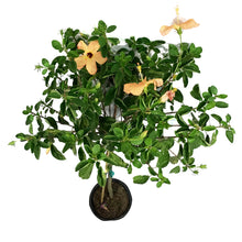 Load image into Gallery viewer, Hibiscus, 10in, Standard