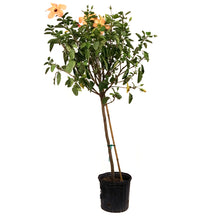 Load image into Gallery viewer, Hibiscus, 10in, Standard