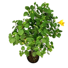 Load image into Gallery viewer, Hibiscus, 10in, Braid