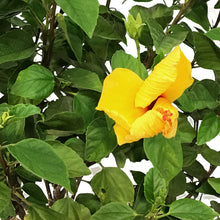 Load image into Gallery viewer, Hibiscus, 10in, Braid