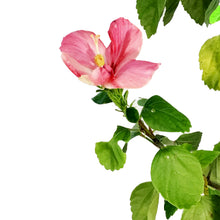 Load image into Gallery viewer, Hibiscus, 10in, Braid
