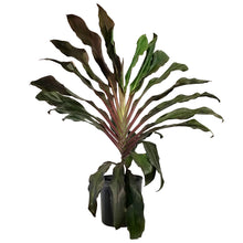Load image into Gallery viewer, Cordyline, 10in, Singapore Twist