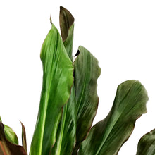 Load image into Gallery viewer, Cordyline, 10in, Singapore Twist