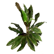 Load image into Gallery viewer, Cordyline, 10in, Singapore Twist