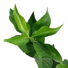 Load image into Gallery viewer, Lemon, 1 gal, Harvey Bush