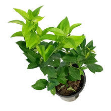 Load image into Gallery viewer, Lemon, 1 gal, Bearss Bush