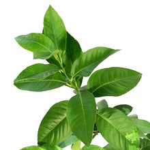 Load image into Gallery viewer, Lemon, 7 Gal, Eureka Standard