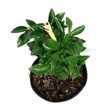 Load image into Gallery viewer, Tangerine, 5 Gal, Murcott Honey