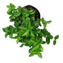 Load image into Gallery viewer, Lime, 5 Gal, Key