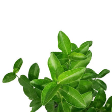 Load image into Gallery viewer, Lime, 5 Gal, Key