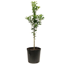 Load image into Gallery viewer, Lime, 5 Gal, Key