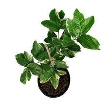Load image into Gallery viewer, Lemon, 5 Gal, Variegated Pink