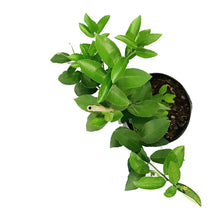 Load image into Gallery viewer, Lemon, 5 Gal, Meyer