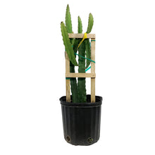Load image into Gallery viewer, Dragon Fruit, 10in, Yellow in a Trellis