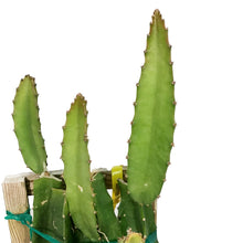 Load image into Gallery viewer, Dragon Fruit, 10in, Yellow in a Trellis