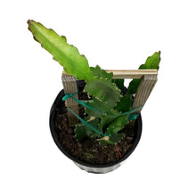 Load image into Gallery viewer, Dragon Fruit, 10in, American Beauty in a Trellis