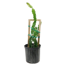 Load image into Gallery viewer, Dragon Fruit, 10in, American Beauty in a Trellis