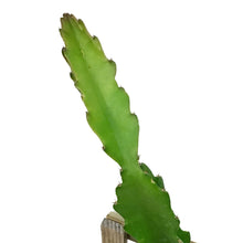 Load image into Gallery viewer, Dragon Fruit, 10in, American Beauty in a Trellis