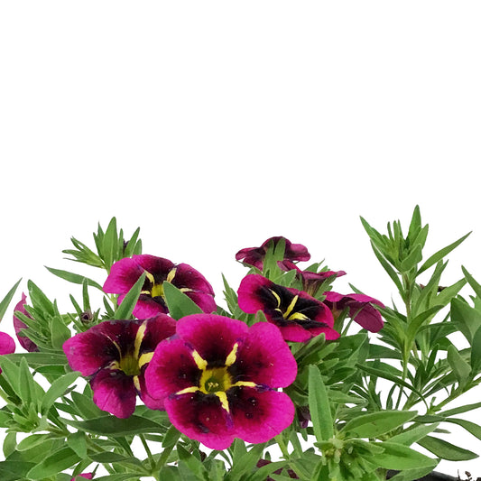 Annual, 5in, Calibrachoa