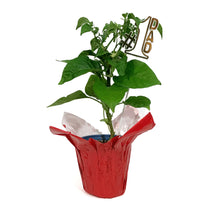 Load image into Gallery viewer, Father's Day Extreme Hot Pepper, 4in, Armageddon