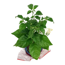 Load image into Gallery viewer, Father's Day Extreme Hot Pepper, 4in, Armageddon
