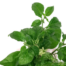 Load image into Gallery viewer, Father's Day Extreme Hot Pepper, 4in, Armageddon