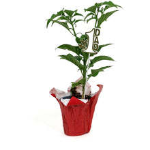 Load image into Gallery viewer, Father's Day Extreme Hot Pepper, 4in, Trinidad