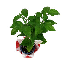 Load image into Gallery viewer, Father's Day Extreme Hot Pepper, 4in, Trinidad