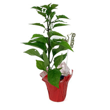 Load image into Gallery viewer, Father's Day Extreme Hot Pepper, 4in, Reaper