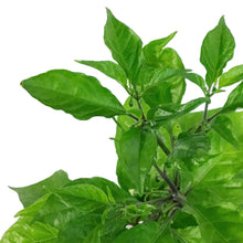 Load image into Gallery viewer, Father's Day Extreme Hot Pepper, 4in, Reaper