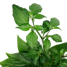 Load image into Gallery viewer, Father's Day Extreme Hot Pepper, 4in, Ghost