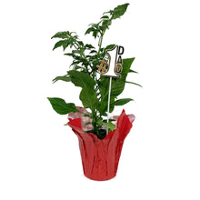 Load image into Gallery viewer, Father's Day Extreme Hot Pepper, 4in, Ghost