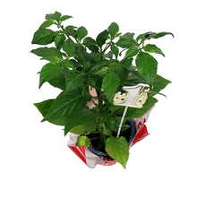 Load image into Gallery viewer, Father's Day Extreme Hot Pepper, 4in, Ghost