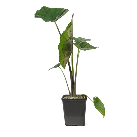 Alocasia, 5in, Calidora