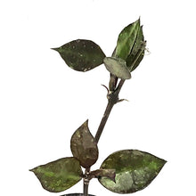 Load image into Gallery viewer, Hoya, 2in, Krohniana (Black Leaves)