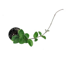 Load image into Gallery viewer, Hoya, 2in, Mathilde