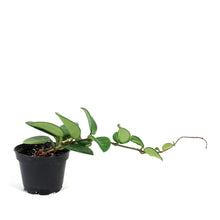 Load image into Gallery viewer, Hoya, 2in, Mathilde